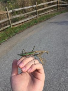 ​我在美国东北部野外遇到的雌性中华大刀螳