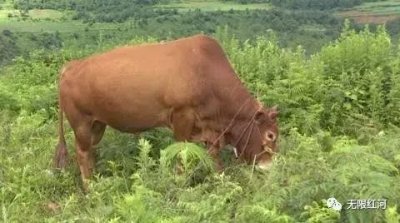 ​两村民给牛做“亲子鉴定”！？竟然是为了这事