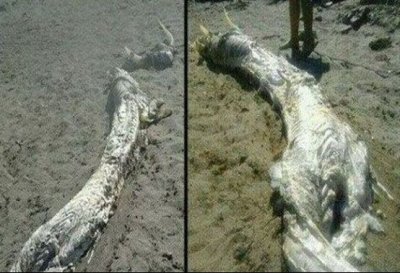 ​真龙现身是真是假一看便知！