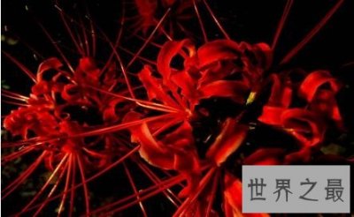 ​彼岸花 地狱之花是爱情的到来还是爱情破灭