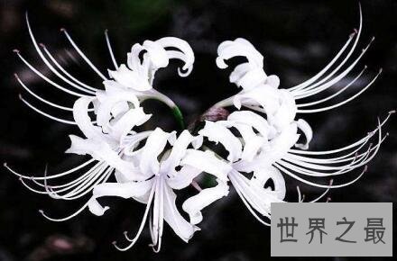 彼岸花 地狱之花是爱情的到来还是爱情破灭