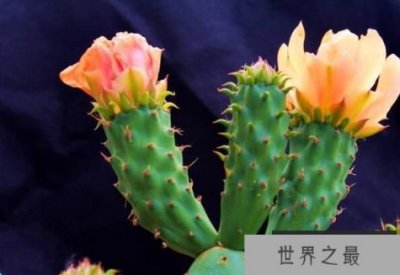 ​仙人掌会开花吗，开不开花全在你怎么养