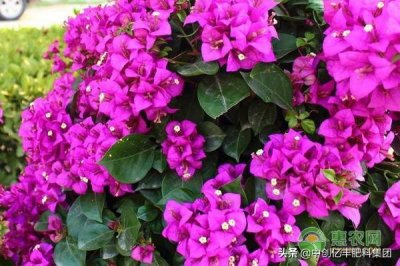 ​光叶子花与叶子花有何区别？光叶子花养护方法