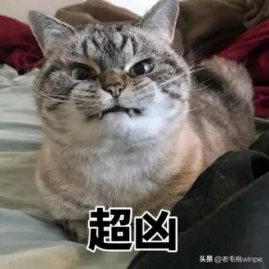 ​光猫自带wifi速度慢怎么解决「WiFi网速慢没想到是光猫限速了教你这样解除」