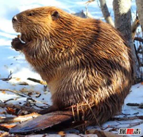 垃圾食品的危害有哪些?吃垃圾食品的危害10条