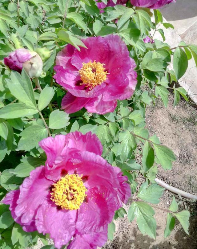 忻州玉清观之牡丹