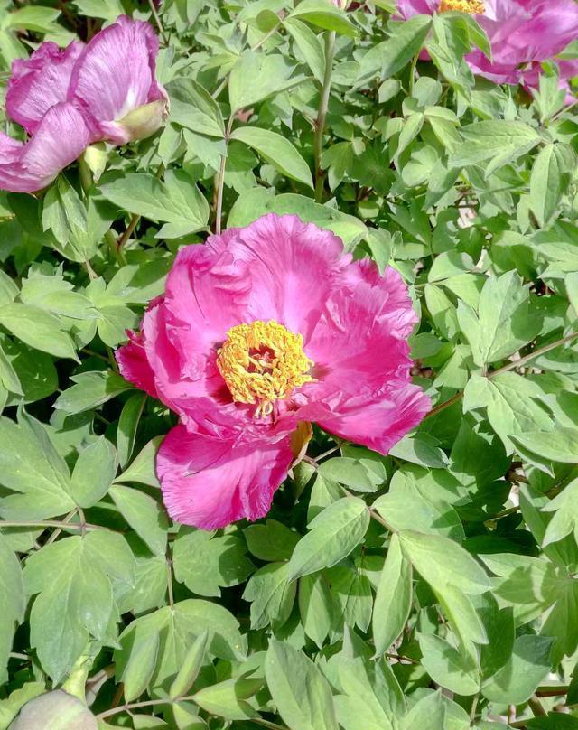 忻州玉清观之牡丹