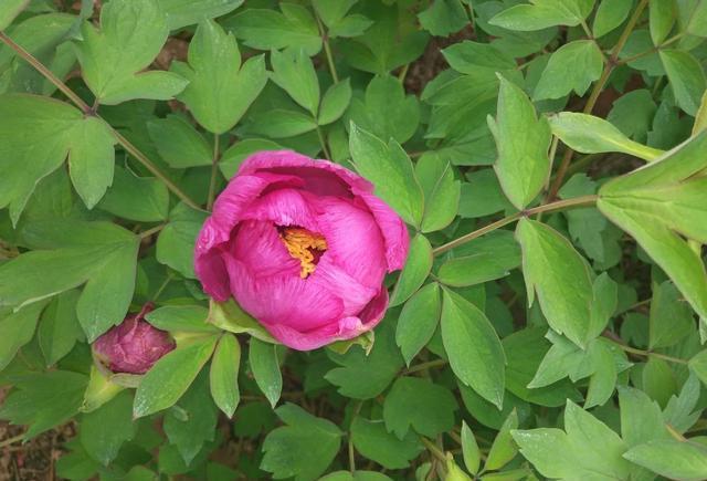 忻州玉清观之牡丹