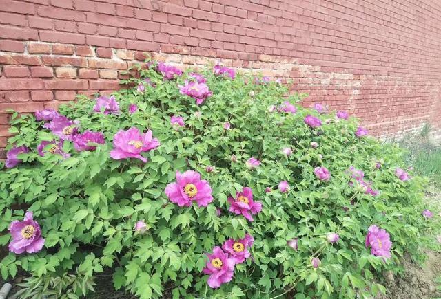 忻州玉清观之牡丹