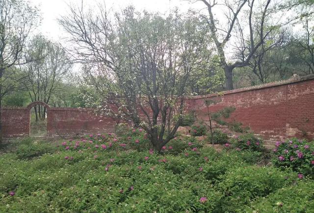 忻州玉清观之牡丹