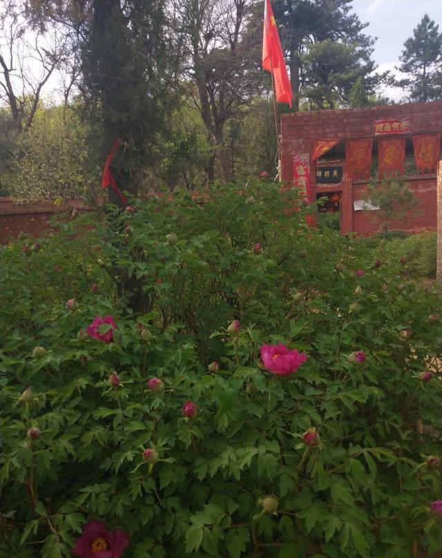 忻州玉清观之牡丹