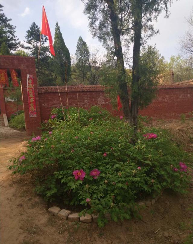 忻州玉清观之牡丹