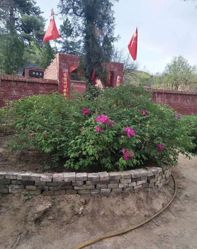 忻州玉清观之牡丹