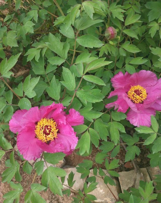 忻州玉清观之牡丹