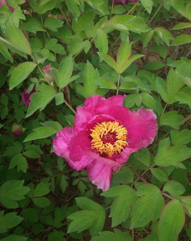 忻州玉清观之牡丹