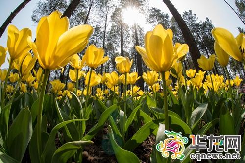 花谷景区旅游攻略（涪陵大木花谷景区演绎）(3)