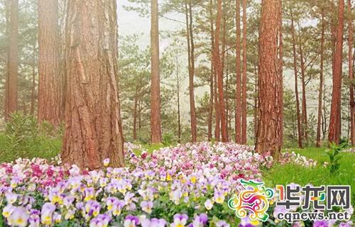 花谷景区旅游攻略（涪陵大木花谷景区演绎）(4)