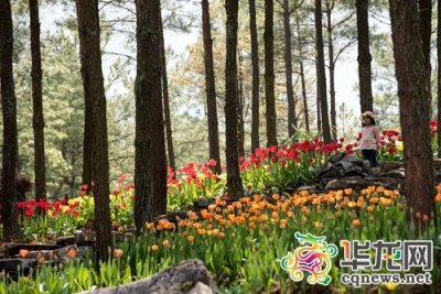 ​花谷景区旅游攻略（涪陵大木花谷景区演绎）