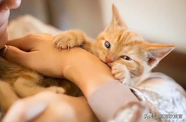 猫是真咬还是假咬（猫咪真咬和假咬区别）
