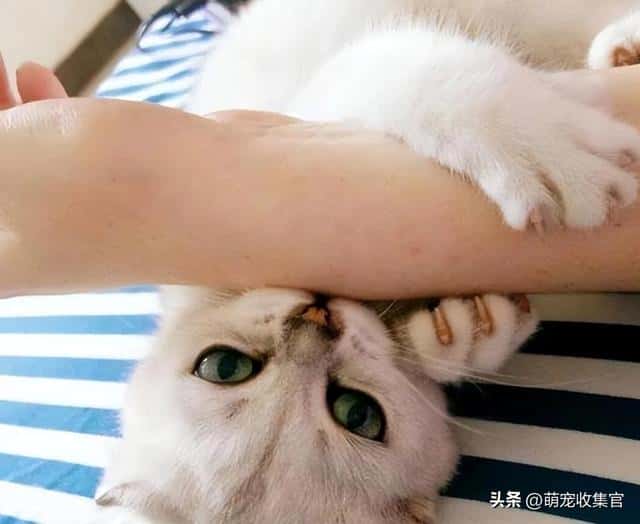 猫是真咬还是假咬（猫咪真咬和假咬区别）