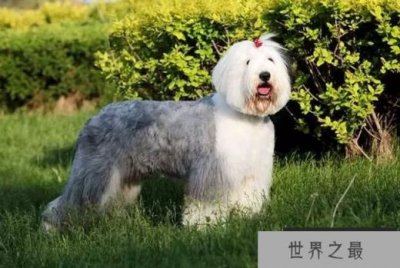 ​十大最可爱的英国狗 杰克罗素梗排名第一