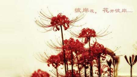 彼岸花为什么不能养呢?彼岸花含有剧毒是真的吗?