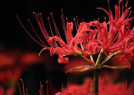 彼岸花为什么不能养呢?彼岸花含有剧毒是真的吗?