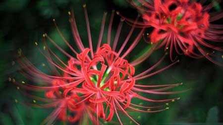 彼岸花为什么不能养呢?彼岸花含有剧毒是真的吗?