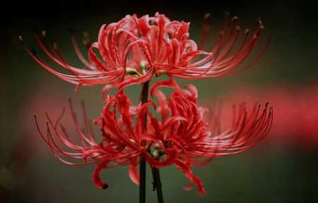 彼岸花为什么不能养呢?彼岸花含有剧毒是真的吗?