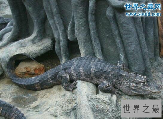 世界十大濒临灭绝的动物,最后一只白鳍豚已死