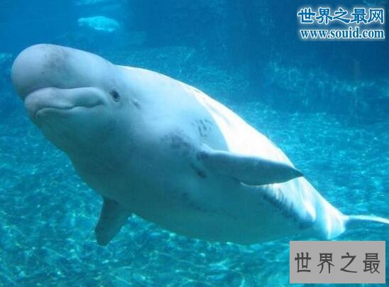 世界十大濒临灭绝的动物,最后一只白鳍豚已死