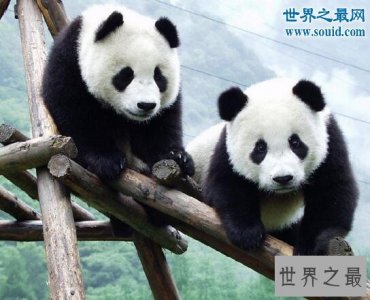 ​世界十大濒临灭绝的动物，最后一只白鳍豚已死