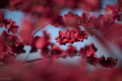 ​100张春暖花开图，想瞧你自由的摇摆，想闻你诱人的花香