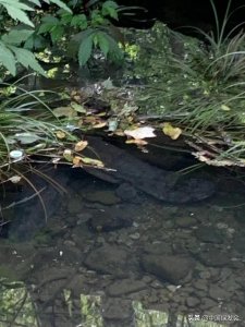 ​中国大鲵｜绿会生物多样性科普小课堂