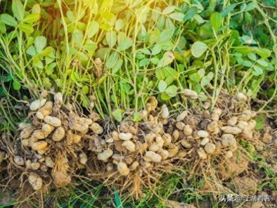 ​种植花生别再走弯路了！记住这五个方法，产量翻倍不是梦！