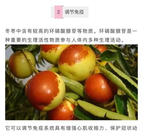 脆冬枣的功效与作用及禁忌