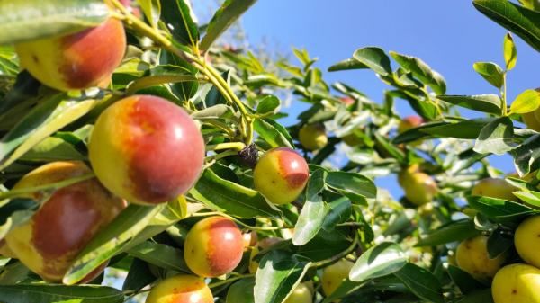 冬枣的功效与作用,冬枣的营养功效与作用图2