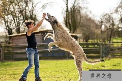 ​世界上最大最高的狗是爱尔兰猎狼犬，身体高度接近一米，伸手相当敏捷，可以捕