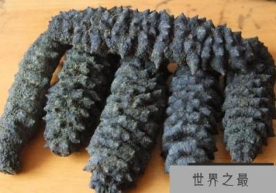 ​世界上个体最大海参 梅花参被称为海参之王(营养价值高)