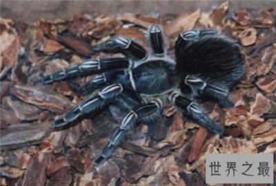 ​世界上最大的蜘蛛 第一名捕食时竟然和狼一样