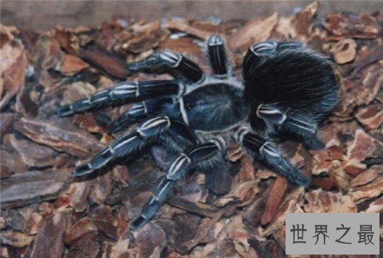 世界上最大的蜘蛛 第一名捕食时竟然和狼一样