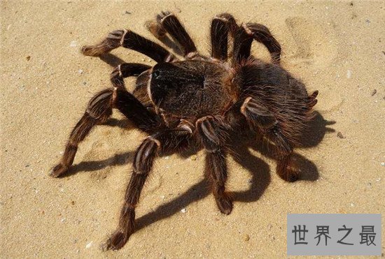 世界上最大的蜘蛛 第一名捕食时竟然和狼一样