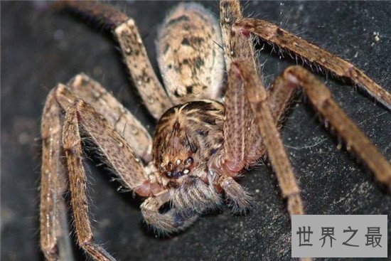 世界上最大的蜘蛛 第一名捕食时竟然和狼一样