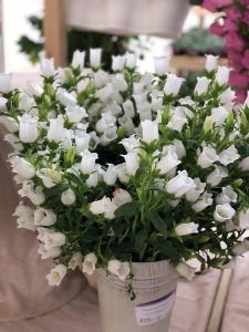 ​风铃草的繁殖方法