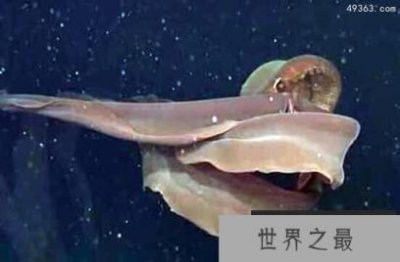 ​深海中的摄魂怪：冥河水母为什么那么恐怖