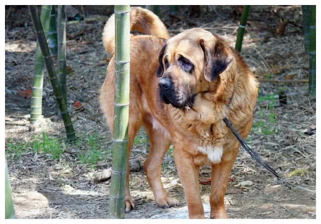 世界上最大的狗！藏獒见了就跑，真有这么可怕？