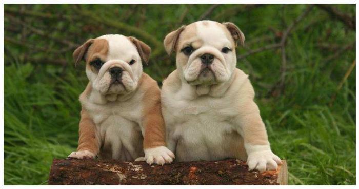 世界上最大的狗！藏獒见了就跑，真有这么可怕？