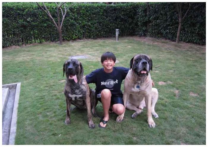 世界上最大的狗！藏獒见了就跑，真有这么可怕？