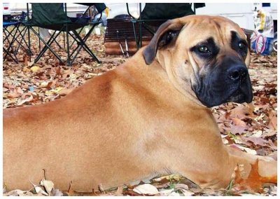 ​世界上最大的狗！藏獒见了就跑，真有这么可怕？