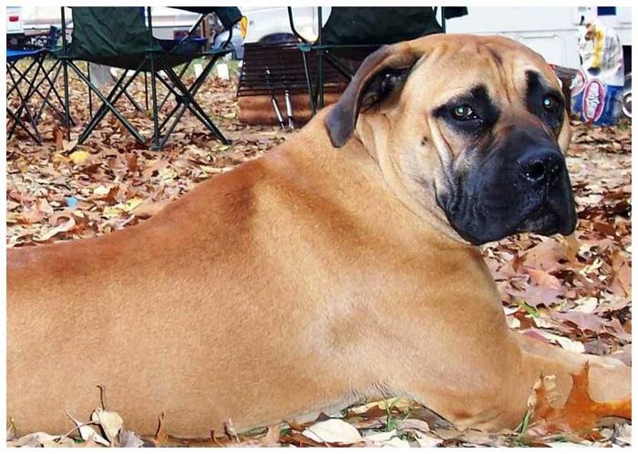 世界上最大的狗！藏獒见了就跑，真有这么可怕？